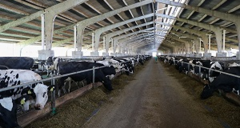 Под Волгоградом строится животноводческий комплекс