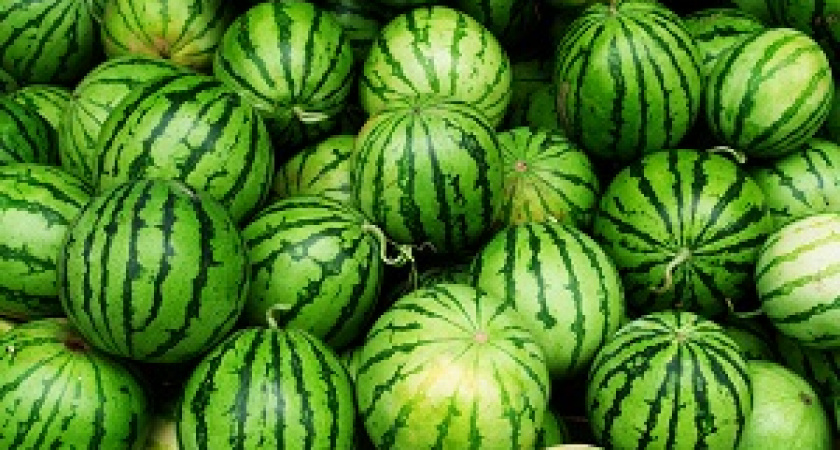 Волгоградская область – в топ-5 регионов с самыми вкусными арбузами