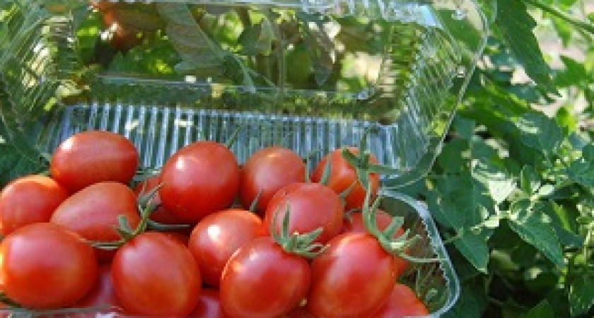 По сбору овощей в регионе лидируют лук и томаты