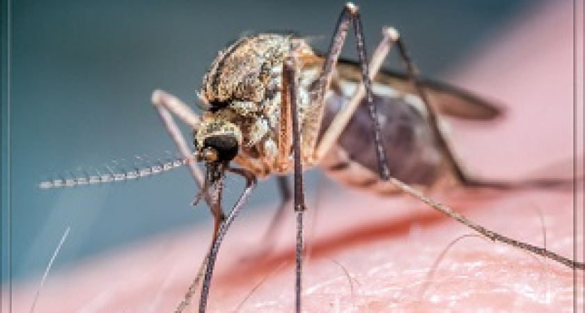 Житель Волгограда заразился лихорадкой Западного Нила