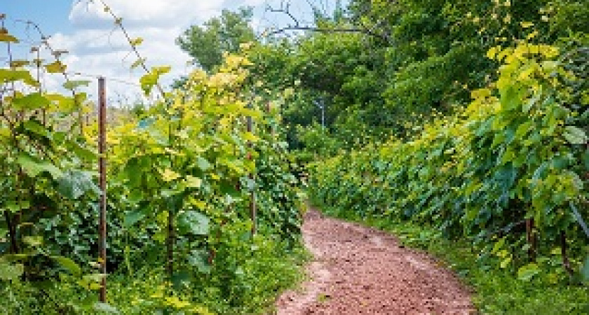 Волгоградцев приглашают в винный тур