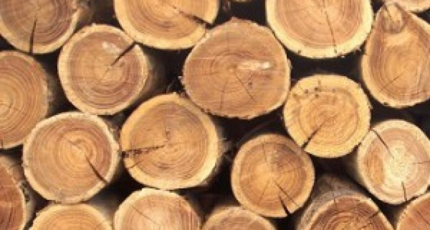 Ученые создали огнестойкую древесину