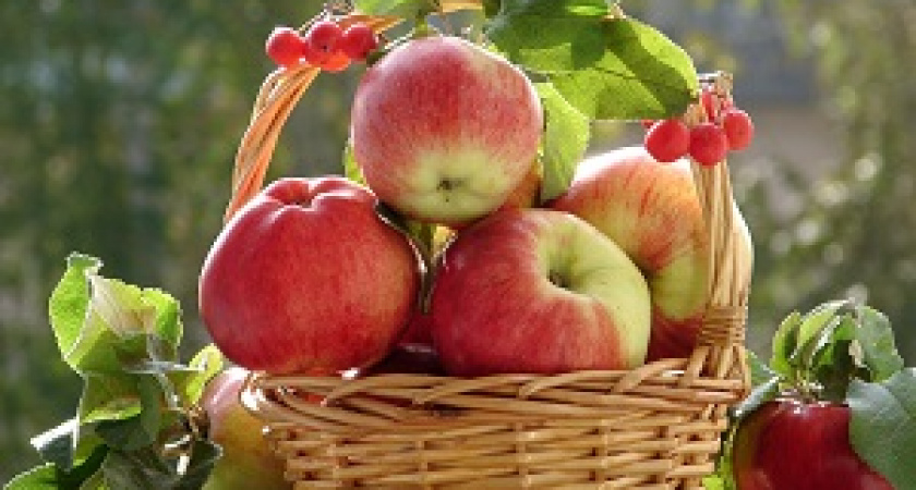  «Старая Сарепта» приглашает на празднование Яблочного Спаса