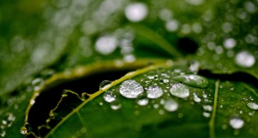 Дожди и грозы пройдут в Волгоградской области 22 августа