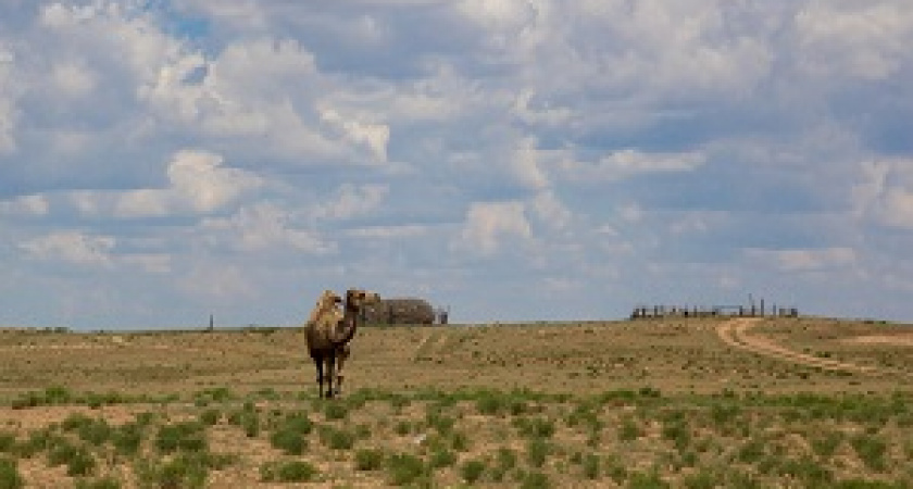 Волгоградцев приглашают покататься на верблюдах