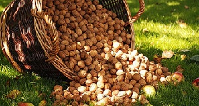 Волгоградцев приглашают на «Ореховый Спас»