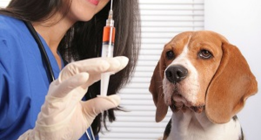 Волгоградцы могут бесплатно привить своих животных от бешенства