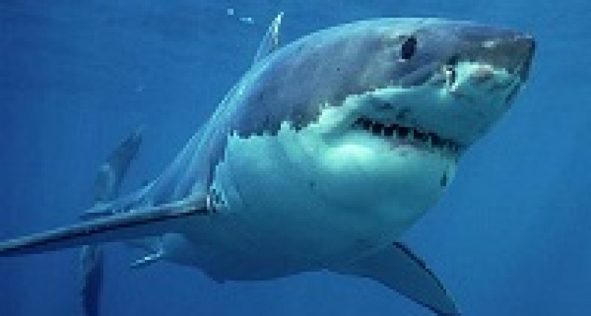 Ученые нашли первую акулу, питающуюся водорослями