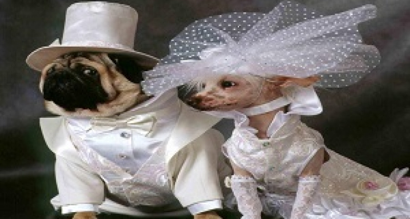 В Волгограде пройдет «Хвостатый карнавал»