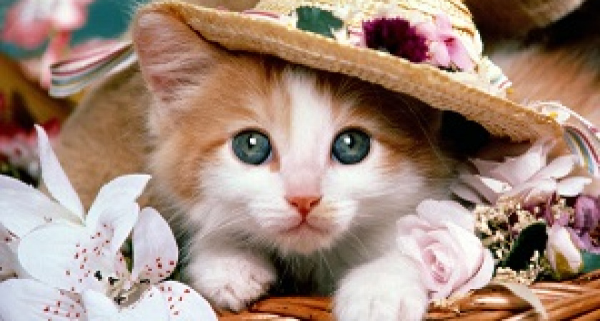 Вы любите кошек? Мы нашли идеальную для вас работу!