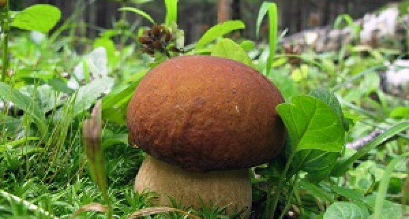 В Волгоградской области открывается грибной сезон