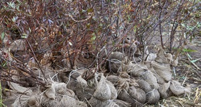 МКП «Горпитомник» подготовил саженцы для общегородского субботника