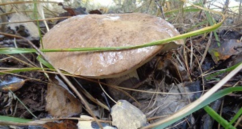 В Волгоградской области пройдет чемпионат по сбору грибов