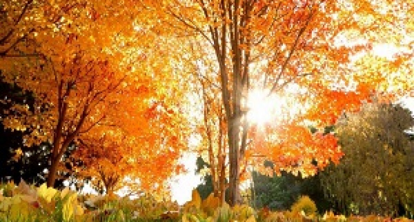 Новая неделя в регионе начнется с теплой погоды