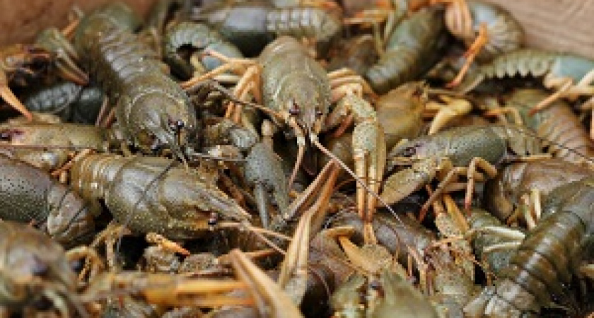 В Волгоградской области продолжается рейд по обнаружению рыболовов-нарушителей