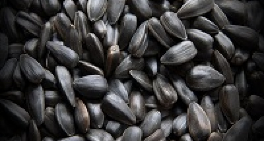 Под Волгоградом открылся новый завод