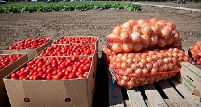 Волгоградские аграрии нацелились собрать миллион тонн овощей