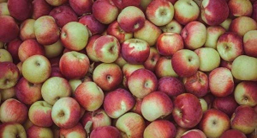 Как бесплатно раздали 30 тысяч кг яблок
