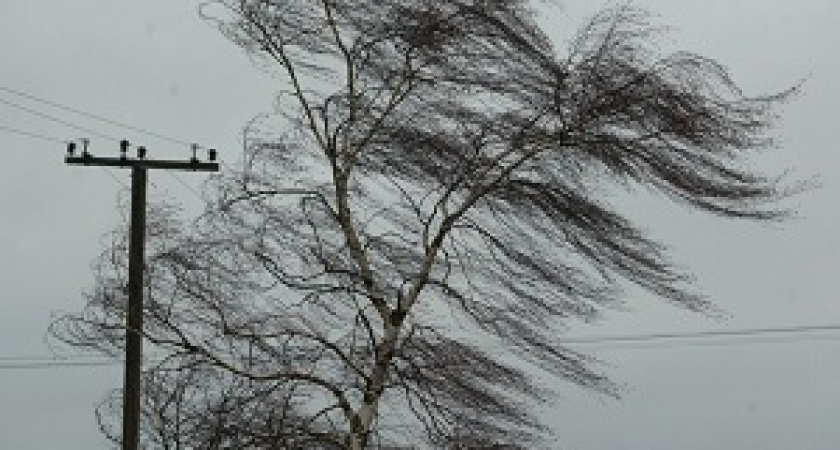 МЧС предупредило об усилении ветра на территории Волгоградской области