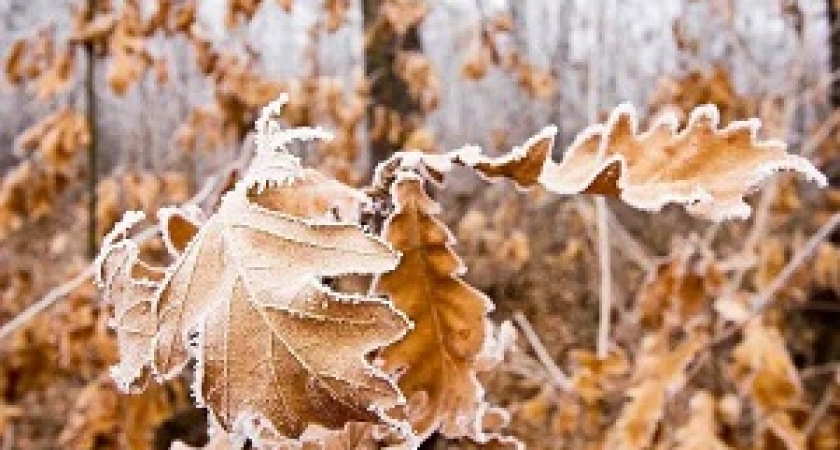 В Волгоград идут морозы