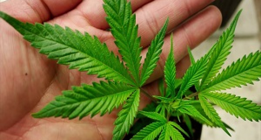 Слесарь из Светлоярского района подозревается в сбыте наркотиков