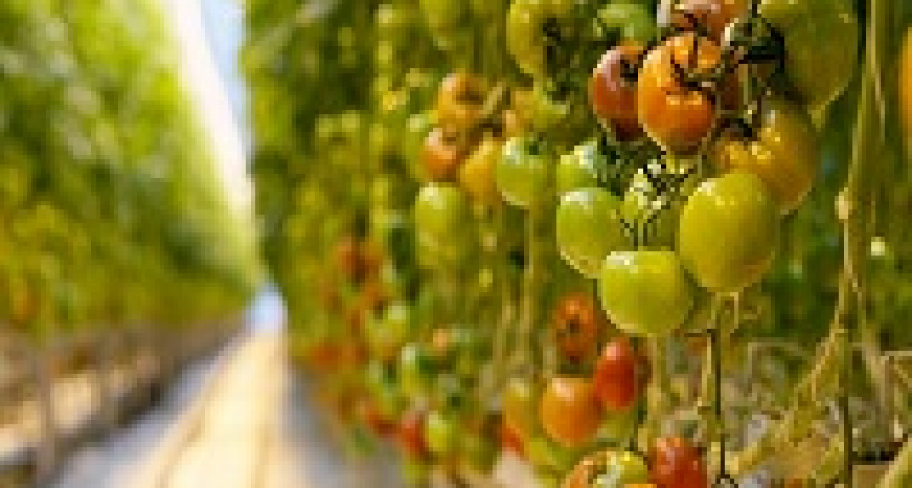 В Волгоградской области растет производство овощей