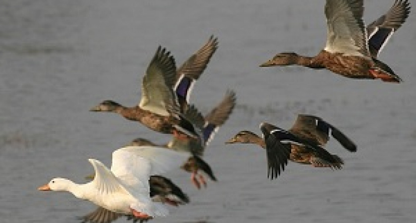 В регионе завершается сезон осенней охоты