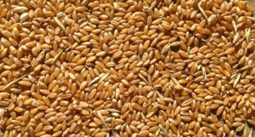 Регионам поручат создать запасы зерна для регулирования цен