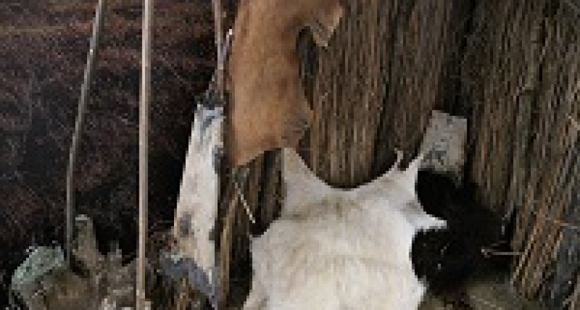 Волгоградцев приглашают посмотреть на жилище древнего человека