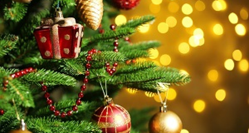 Роскачество рассказало, как выбрать новогоднюю ёлку