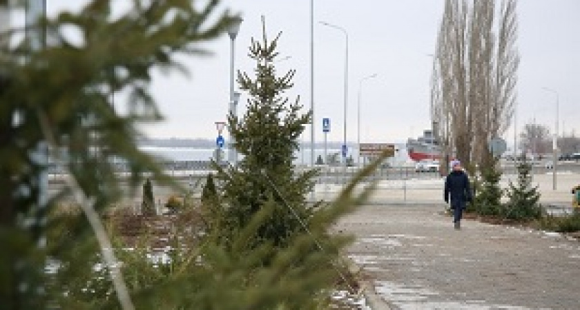 На склоне поймы Царицы появилась хвойная аллея