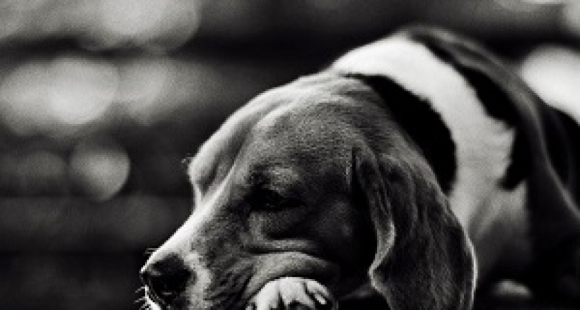 Госдума одобрила закон о животных