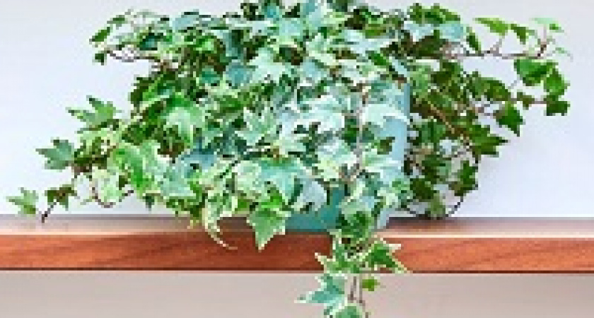 Названо домашнее растение, предотвращающее развитие рака