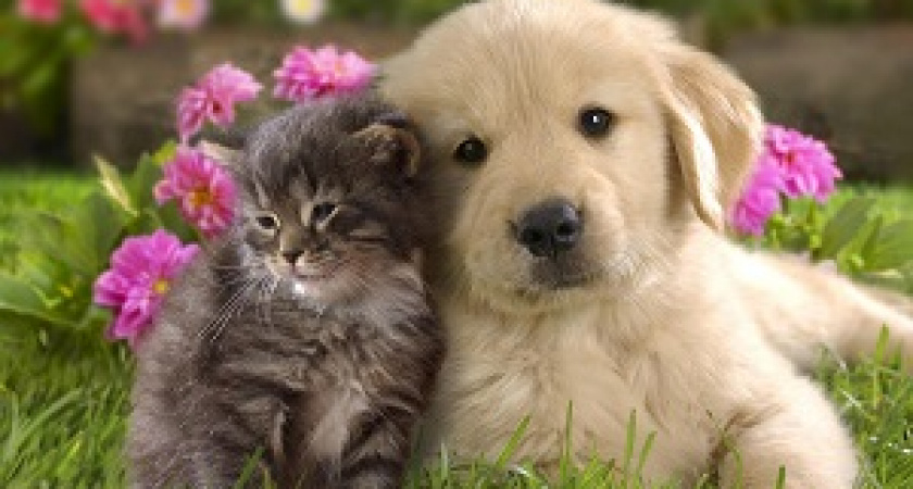 Волгоградцы скоро начнут платить налог за домашних животных