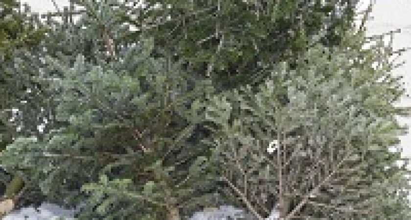 Что можно сделать из выброшенных ёлок?