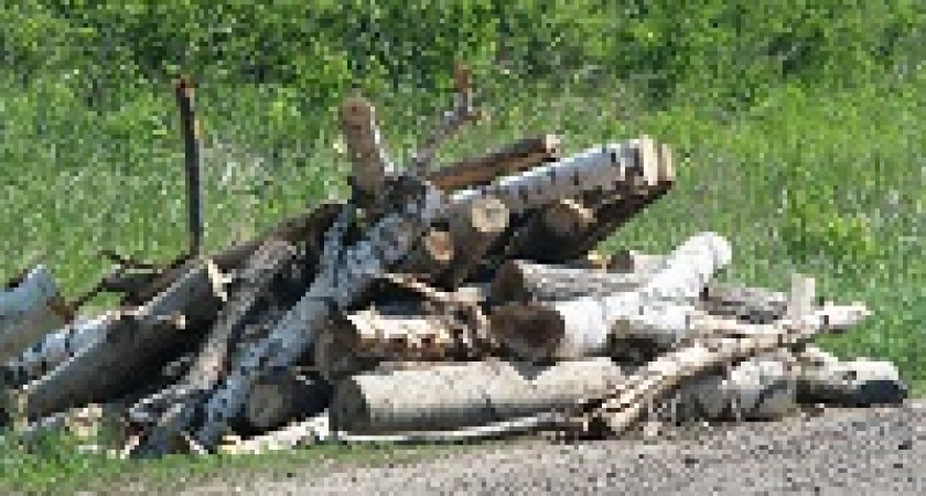 Волгоградцам разрешили собирать валежник для себя