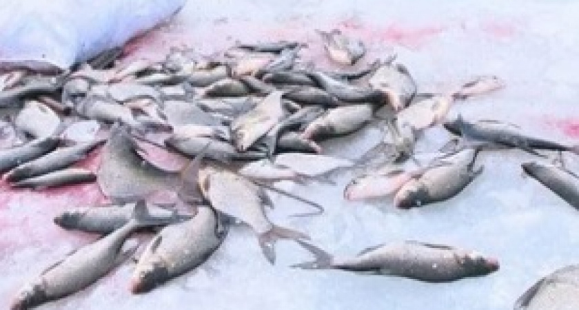 На Ахтубе массово гибнет рыба