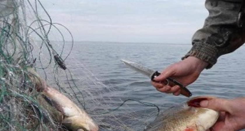 Почему у нас невозможно искоренить браконьерство?