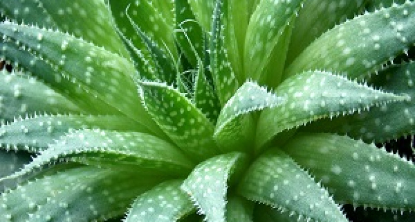 Алоэ вера - древний лекарь