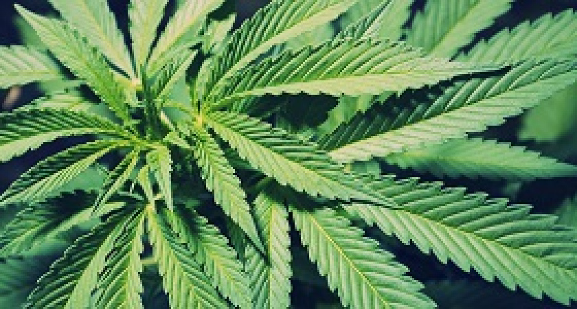 Житель Михайловки лишится свободы за 150 грамм марихуаны