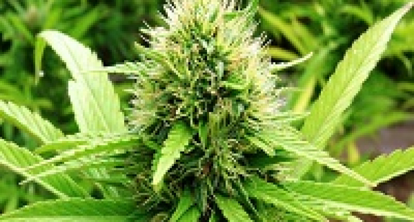 В России хотят разрешить легальный ввоз марихуаны