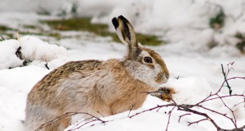 В регионе закрывается охота на зайца-русака