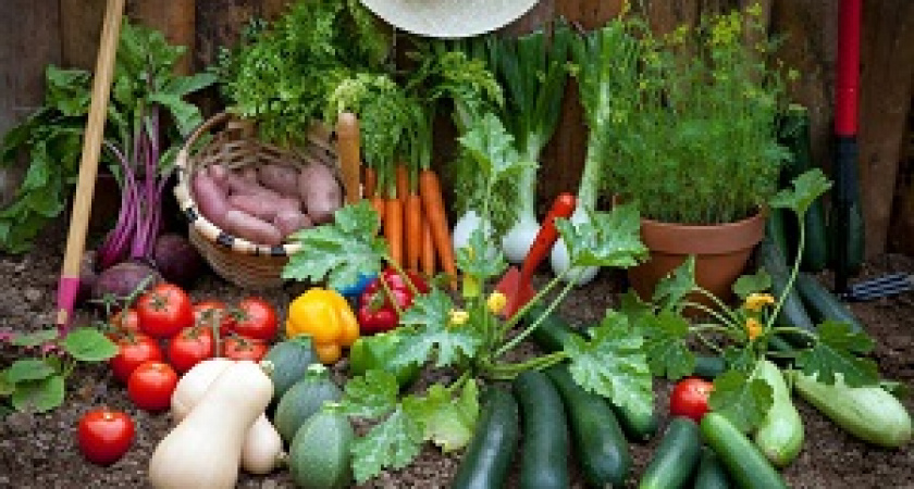 Огородников хотят освободить от получения карточки продавца на рынках