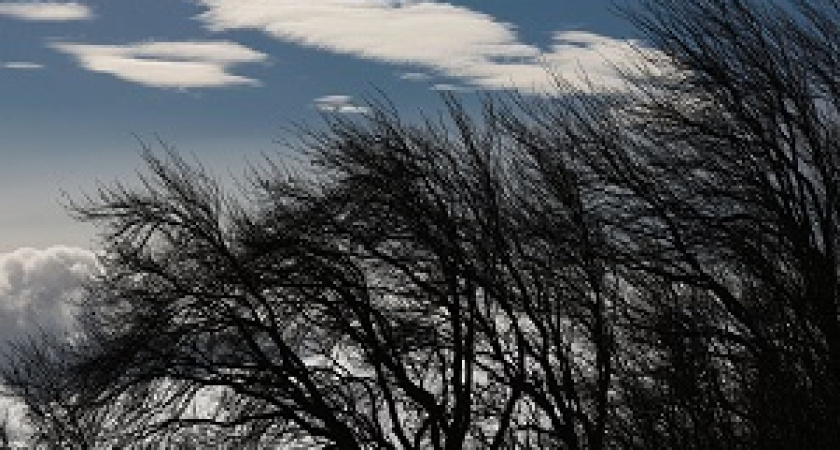 МЧС: В регионе ожидается усиление ветра