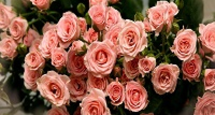 В Роспотребнадзоре рассказали, как выбирать живые цветы