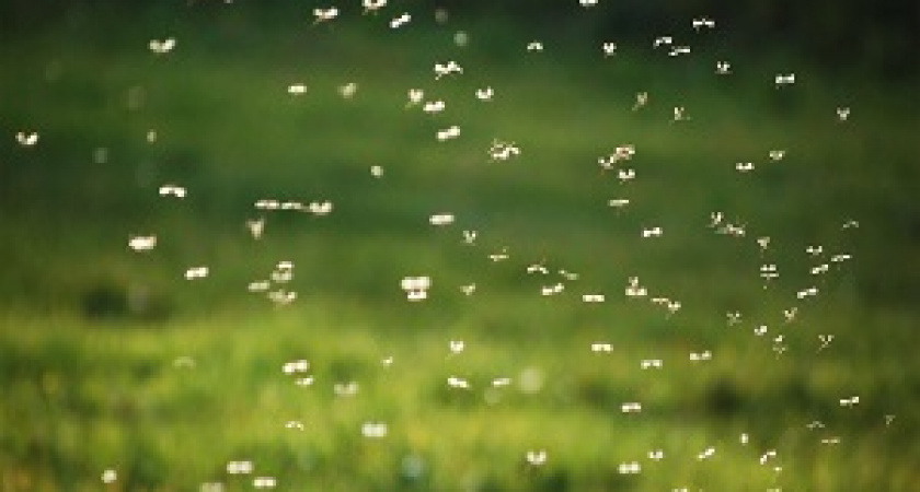 В регионе обработают от комаров водоемы и прибрежные зоны 