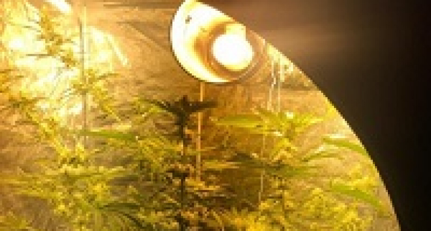 Волгоградец в квартире сделал парник для выращивания конопли