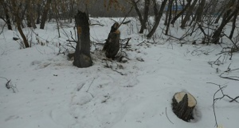 В Урюпинском районе расследуют дело по факту незаконной рубки лесных насаждений