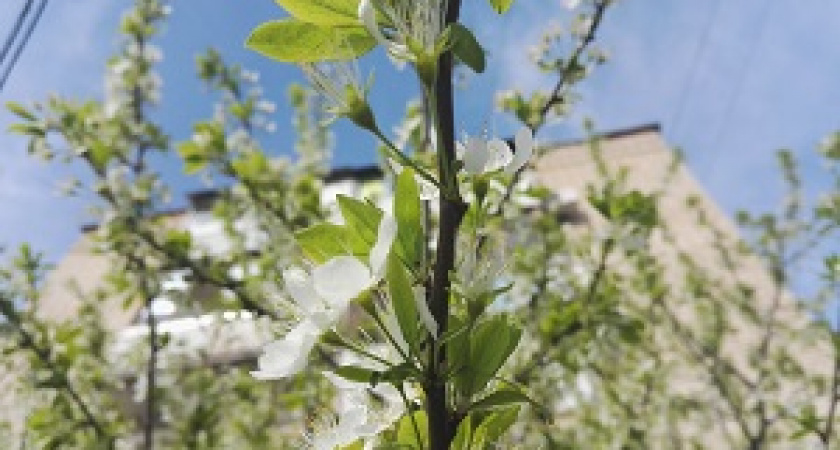 На верхней террасе Центральной набережной началась высадка растений