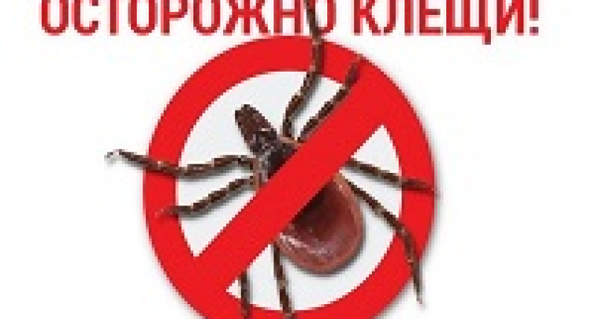 Простейший трюк, который гарантировано спасет от укусов клещей